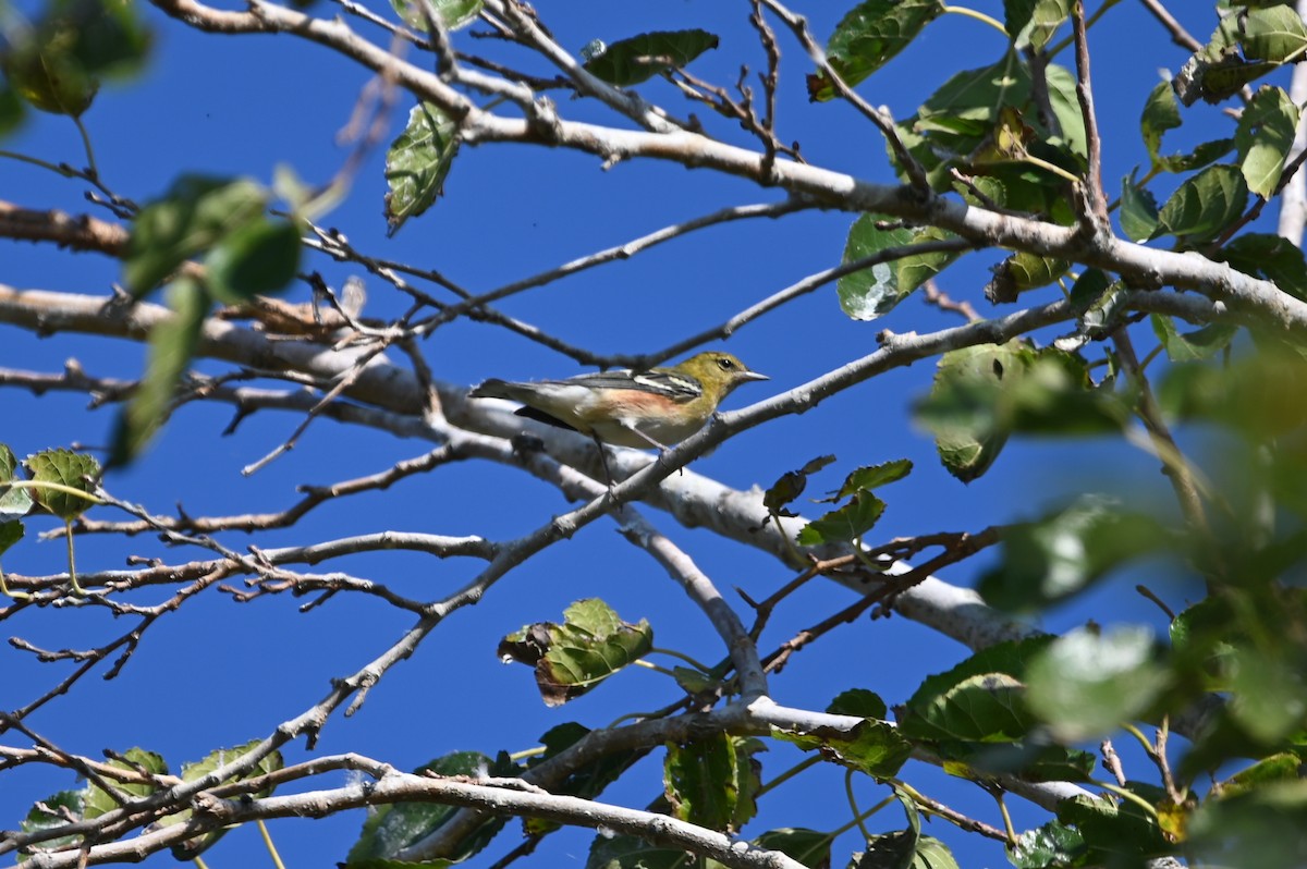 Bay-breasted Warbler - ML608969525