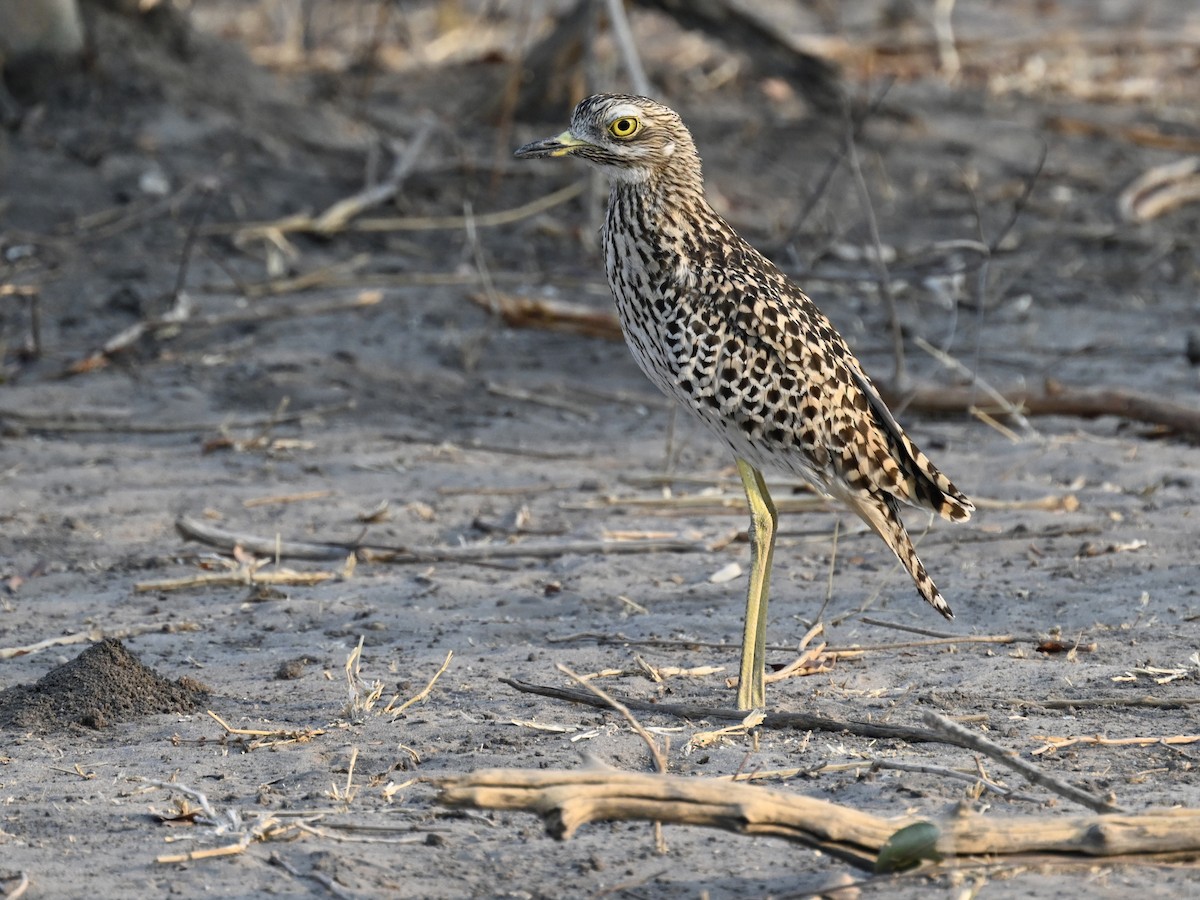 Spotted Thick-knee - ML608969546