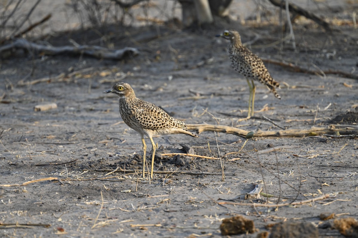 Spotted Thick-knee - Olaf Hömke