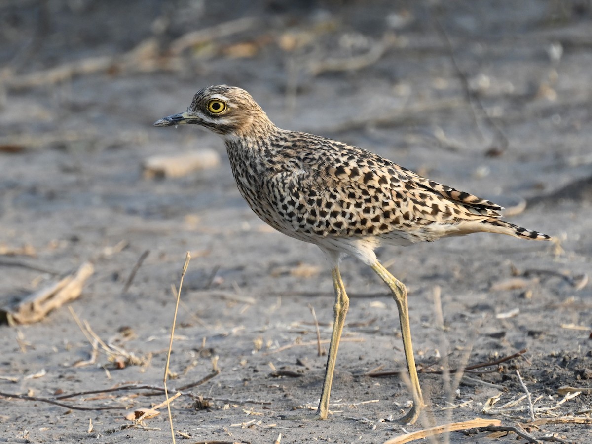 Spotted Thick-knee - Olaf Hömke