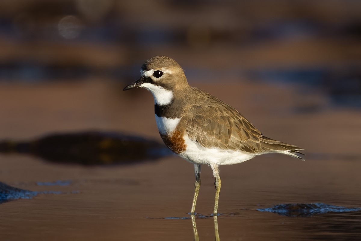 Double-banded Plover - Martin Potter