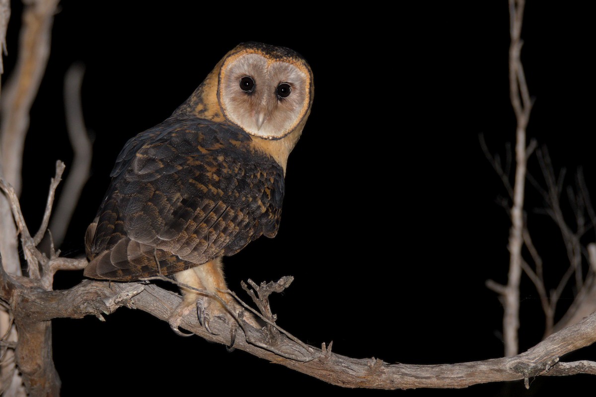 Australian Masked-Owl - ML608969595