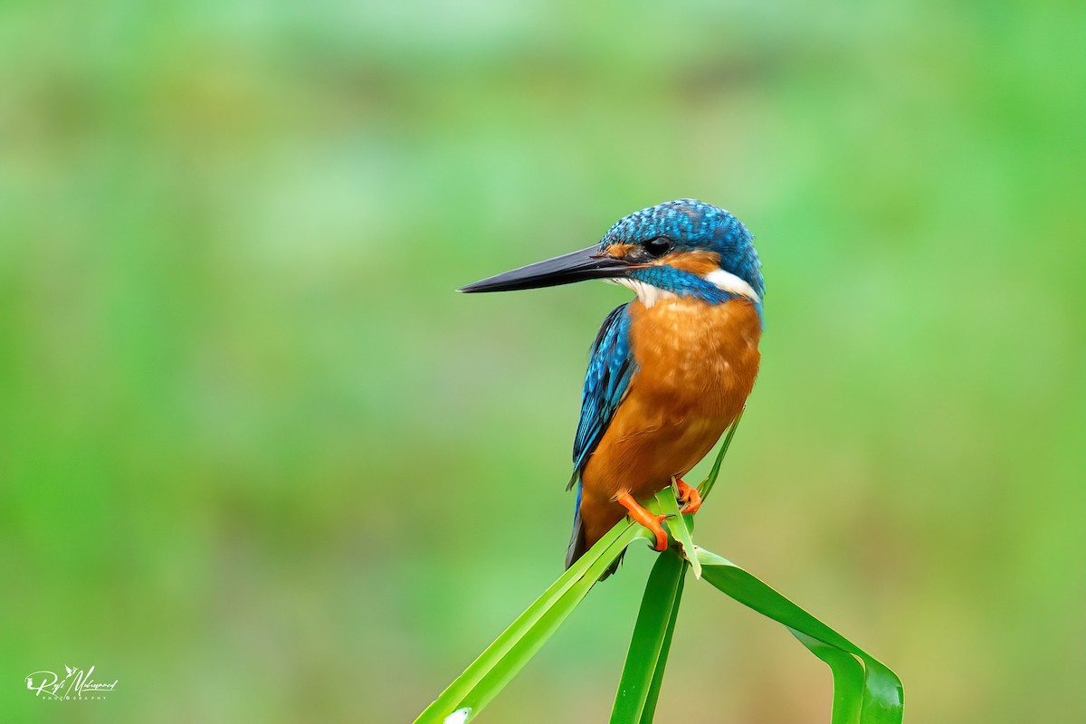Common Kingfisher - ML608969699