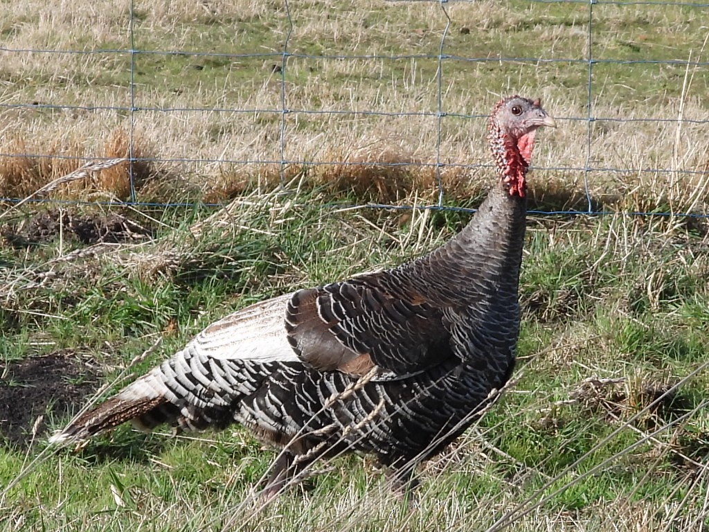 Wild Turkey (Domestic type) - ML608969751