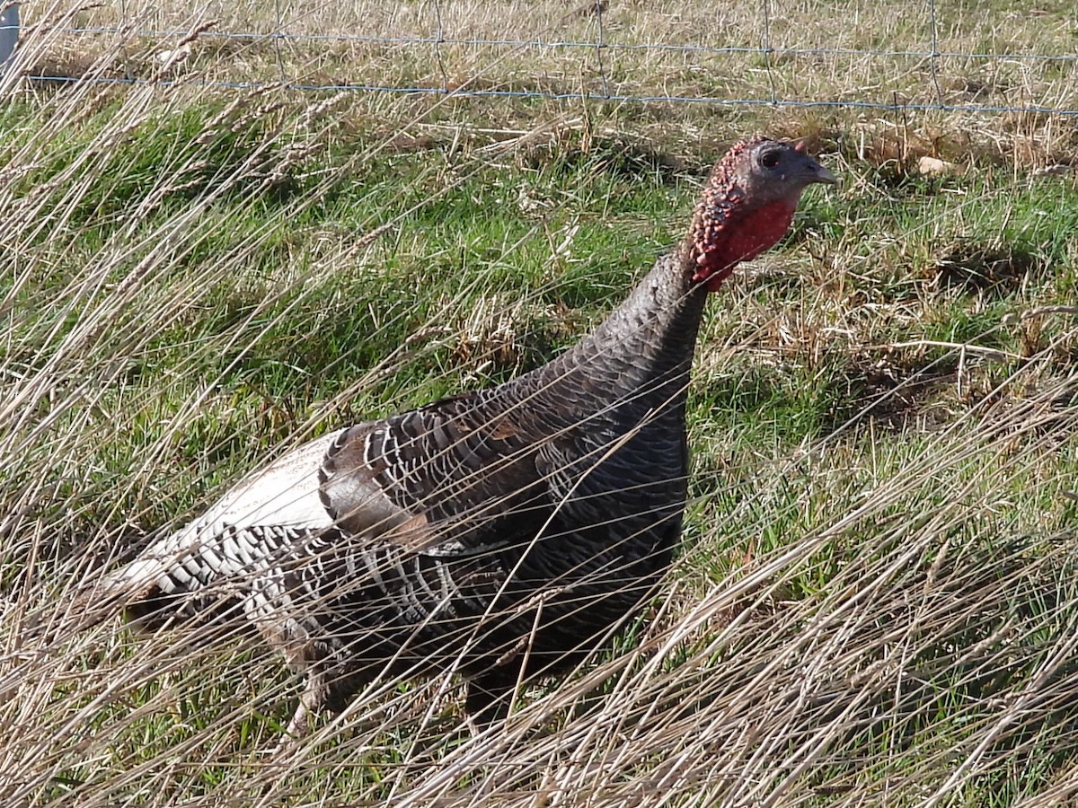 Wild Turkey (Domestic type) - ML608969752
