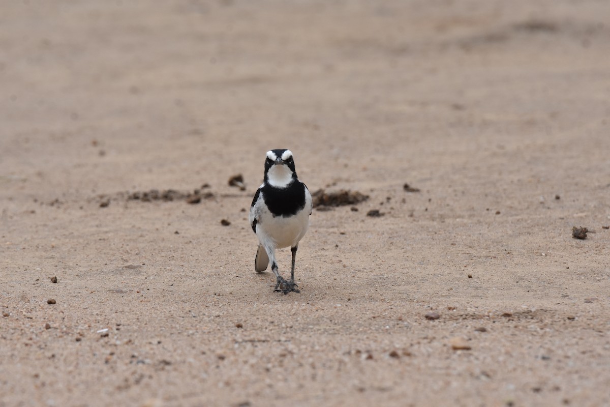 African Pied Wagtail - ML608969832