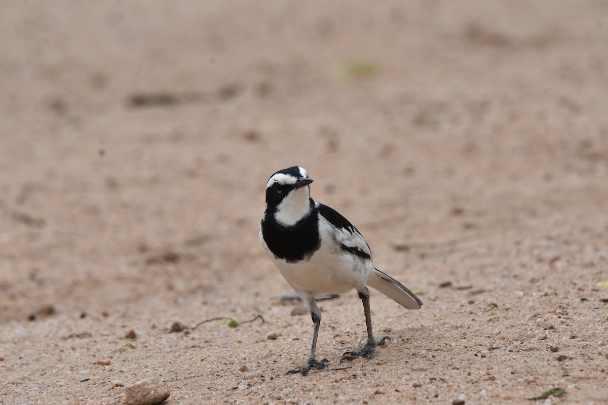African Pied Wagtail - ML608969833