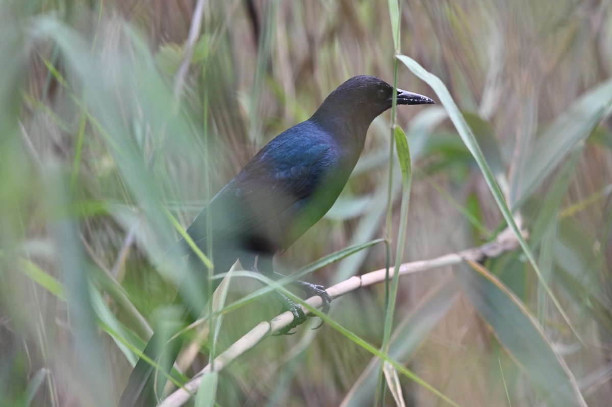 Boat-tailed Grackle - ML608969919