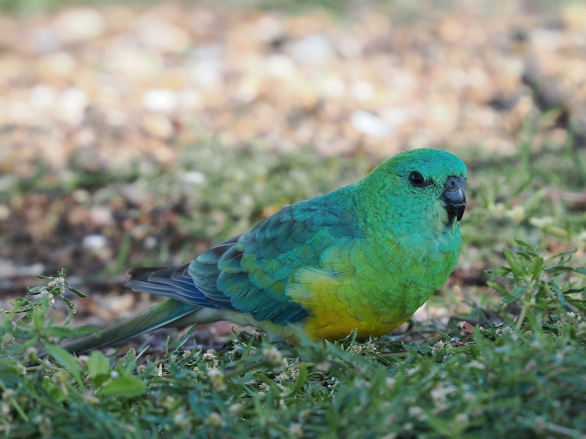 Red-rumped Parrot - ML608970432