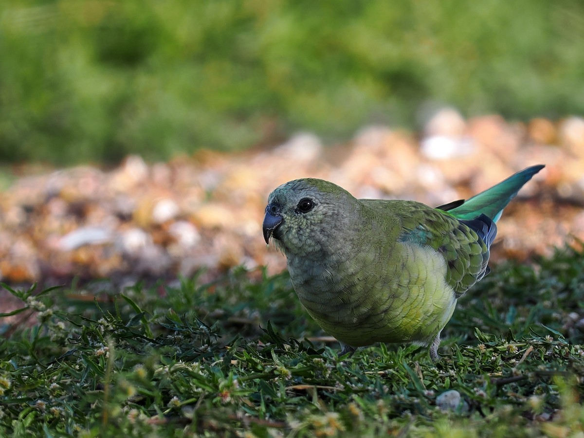 Red-rumped Parrot - ML608970469