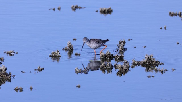 Spotted Redshank - ML608970509