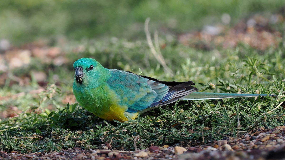 Red-rumped Parrot - ML608970517