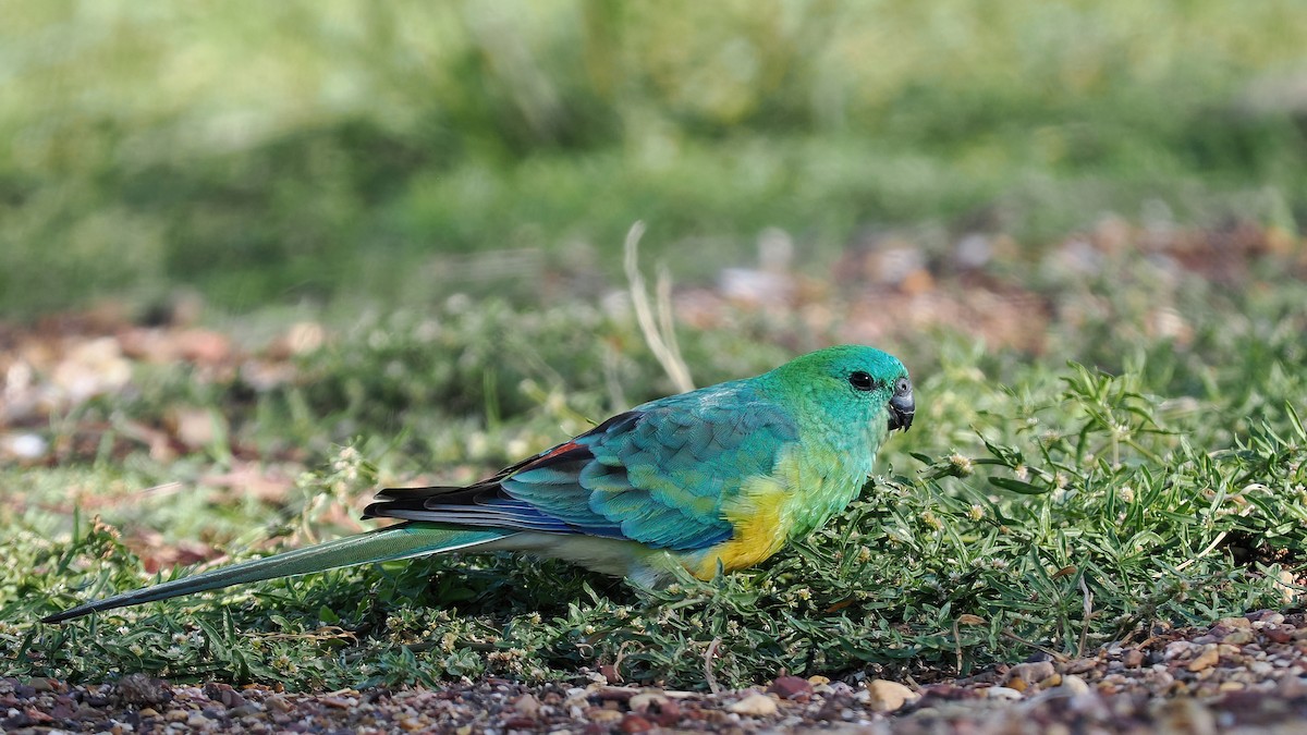 Red-rumped Parrot - ML608970561