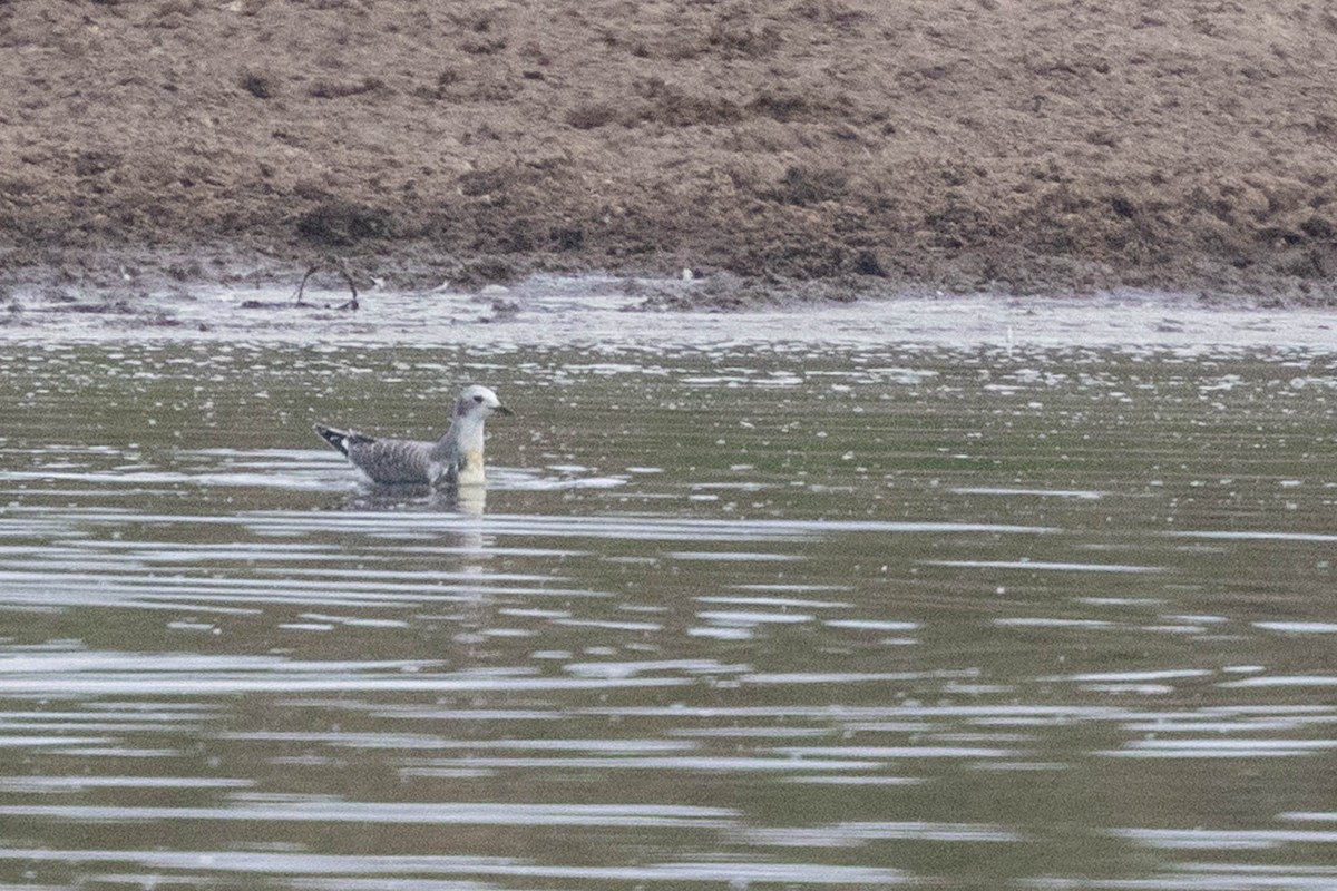 Sabine's Gull - ML608970577