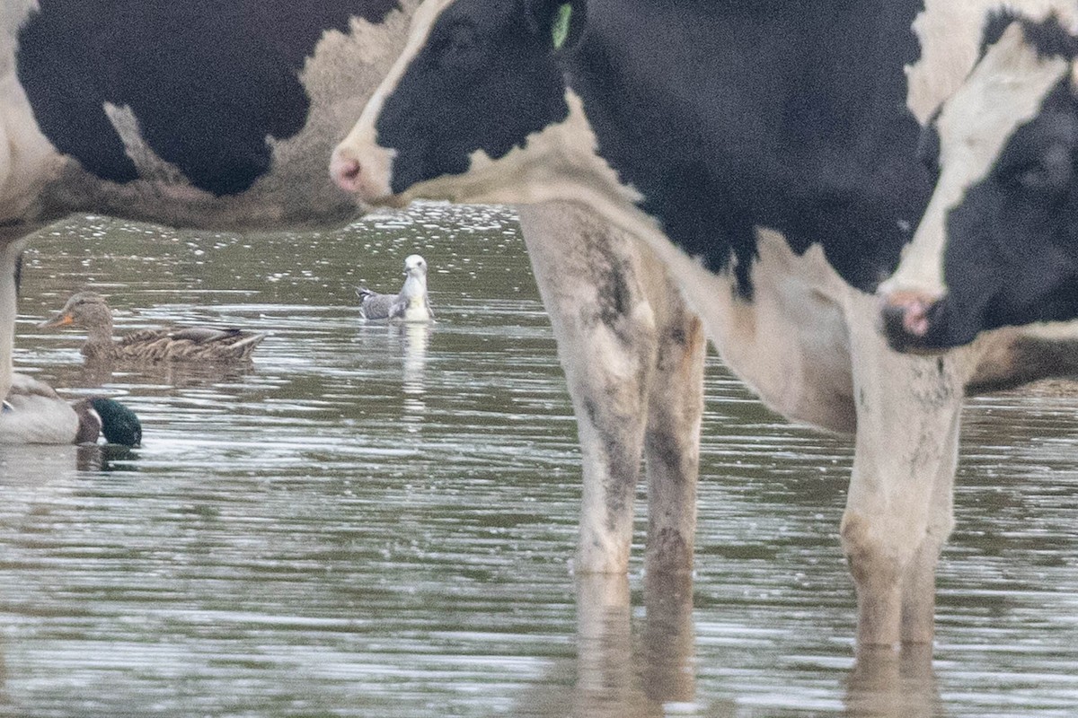 Sabine's Gull - ML608970578