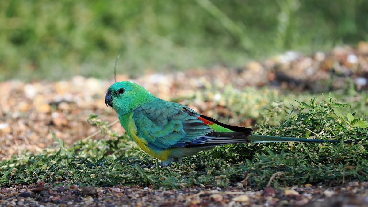 Red-rumped Parrot - Len and Chris Ezzy