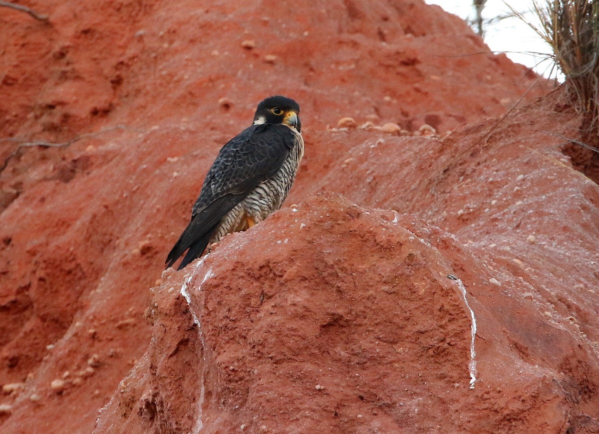 Peregrine Falcon (Malagasy) - ML608970710