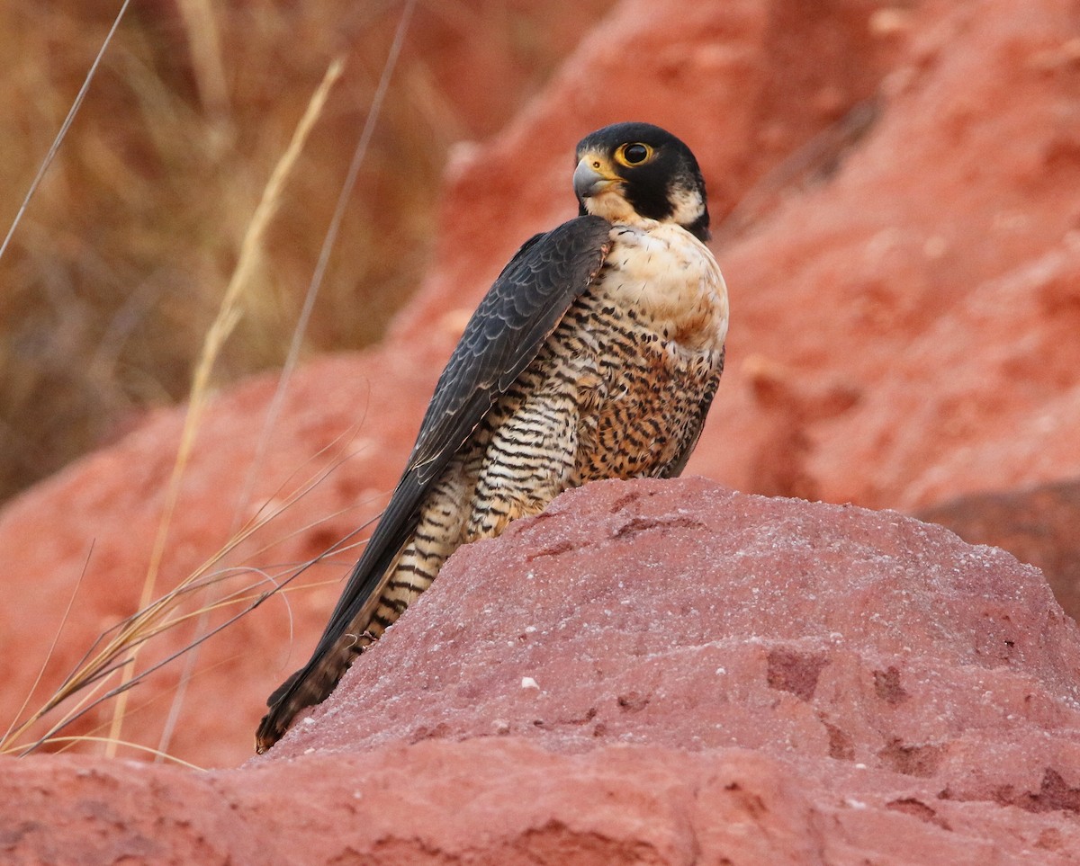 Peregrine Falcon (Malagasy) - ML608970735