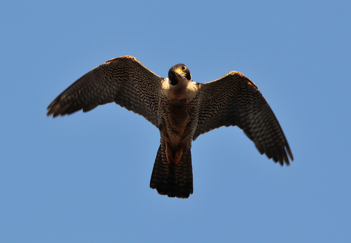 Peregrine Falcon (Malagasy) - ML608970755