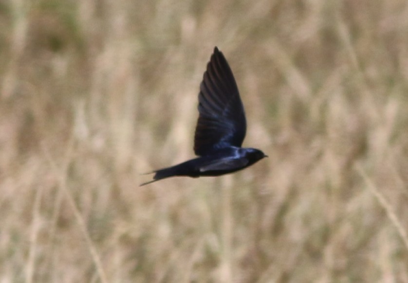 Montane Blue Swallow - ML608970883