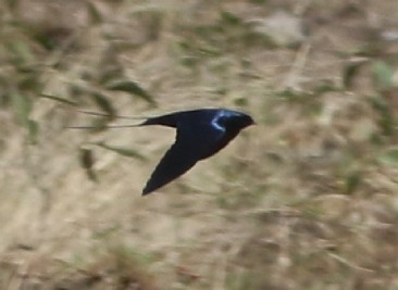 Montane Blue Swallow - ML608970884