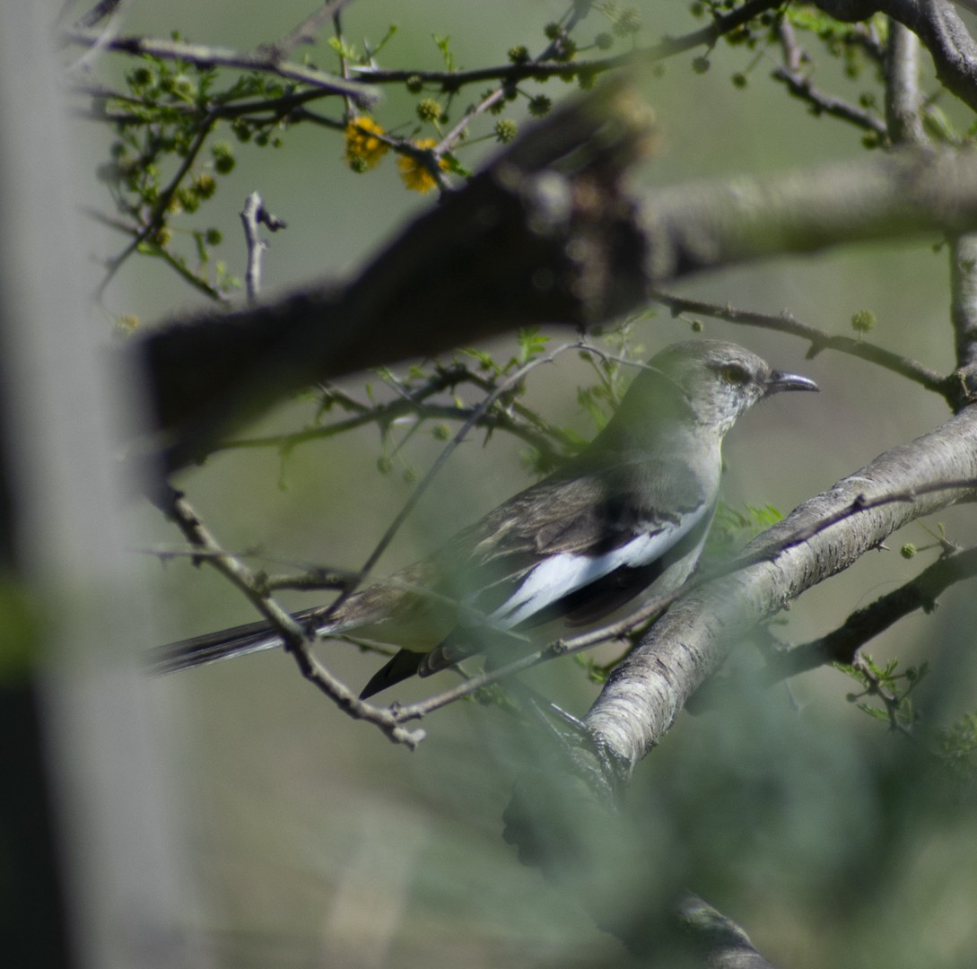 White-banded Mockingbird - ML608970959