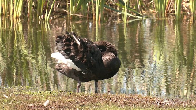 Black Swan - ML608970989