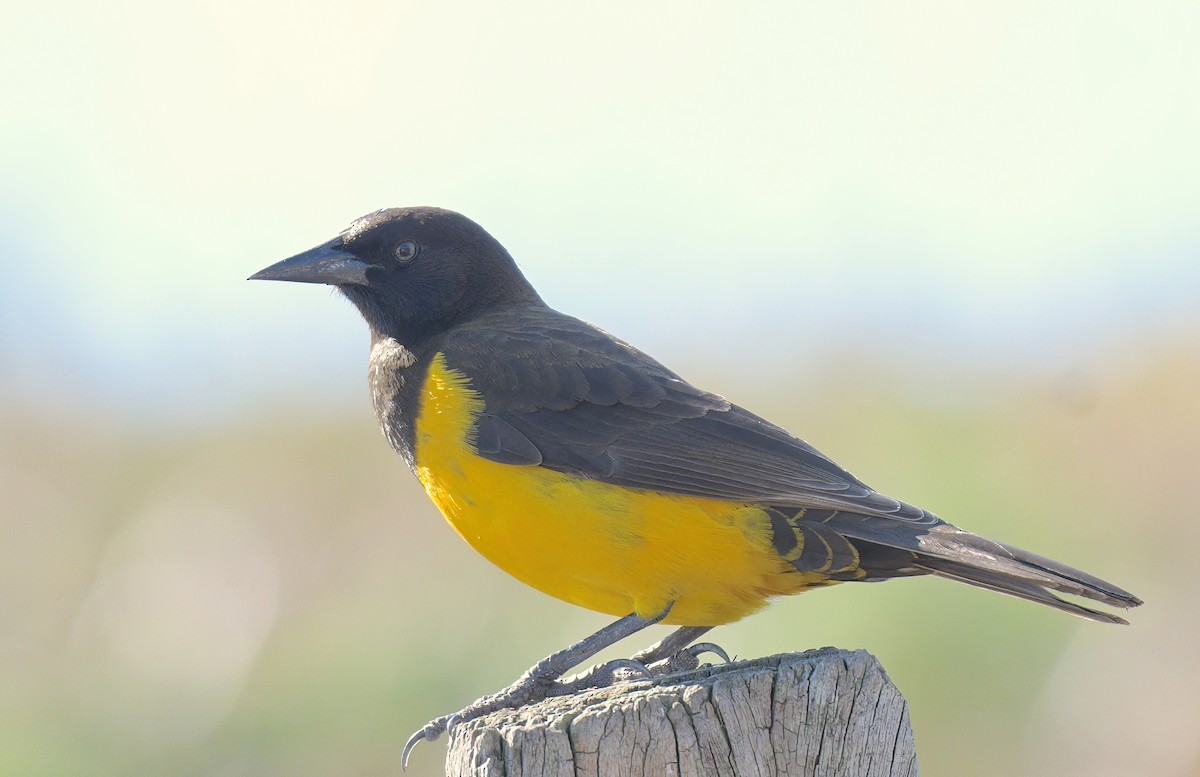 Brown-and-yellow Marshbird - David Swain