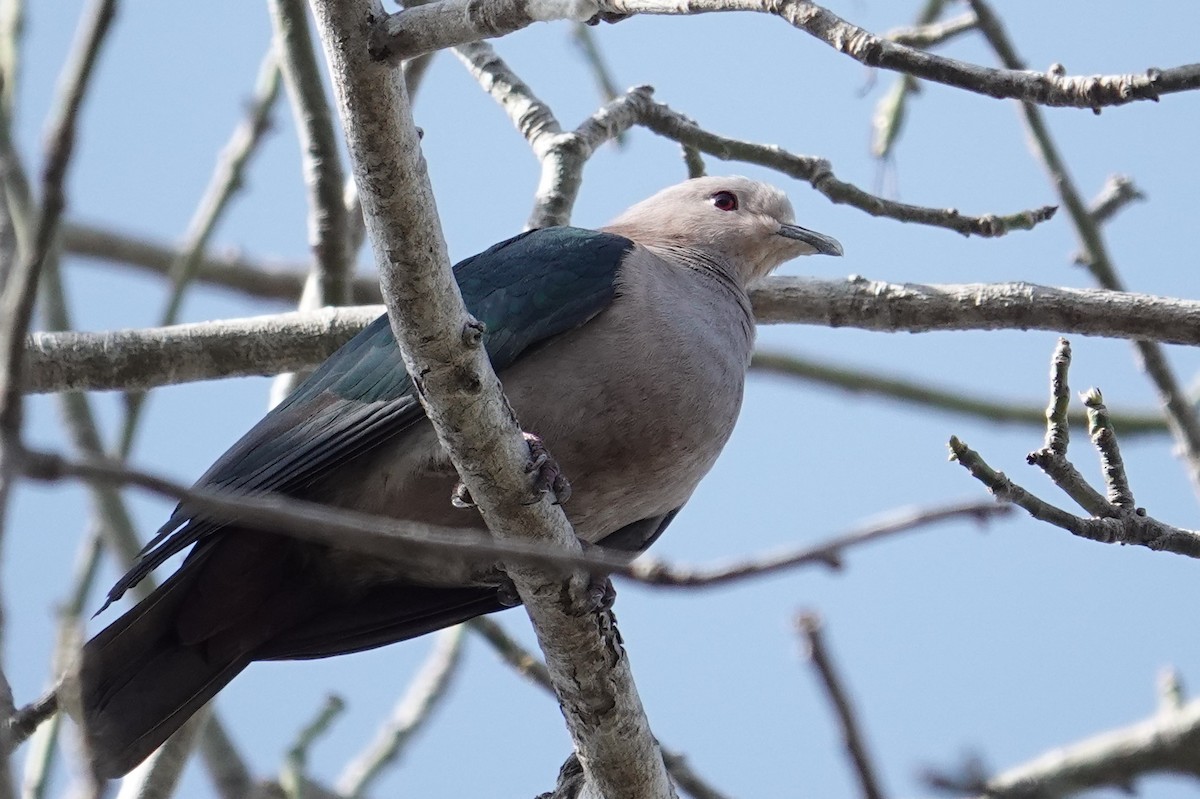 Green Imperial-Pigeon (Green) - ML608971105