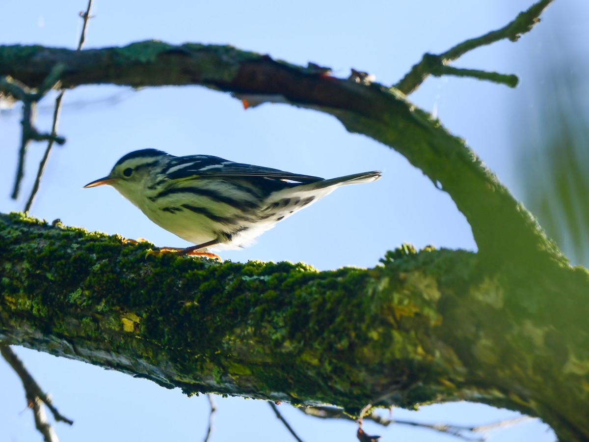 Black-and-white Warbler - ML608971175