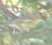 Cape May Warbler - ML608971337