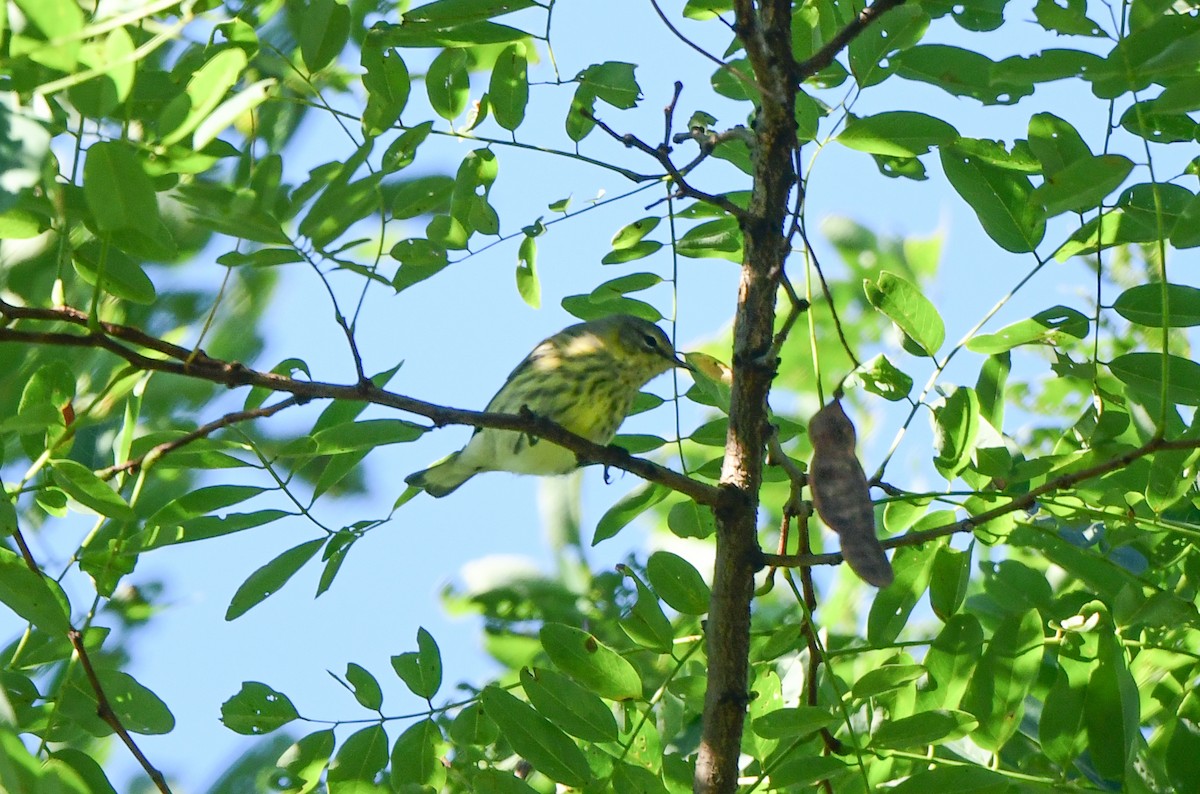 Cape May Warbler - ML608971415