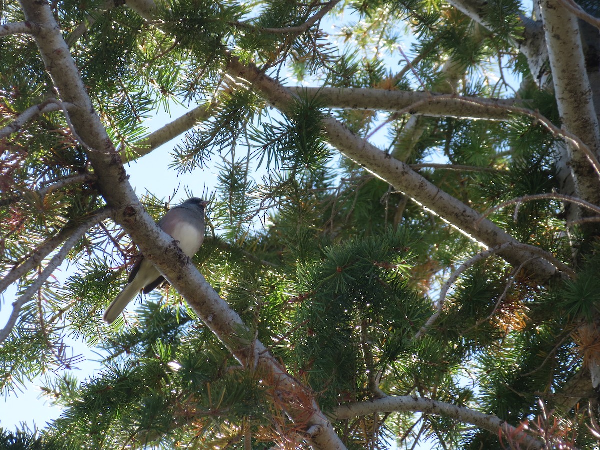 Dark-eyed Junco (Pink-sided) - ML608971477