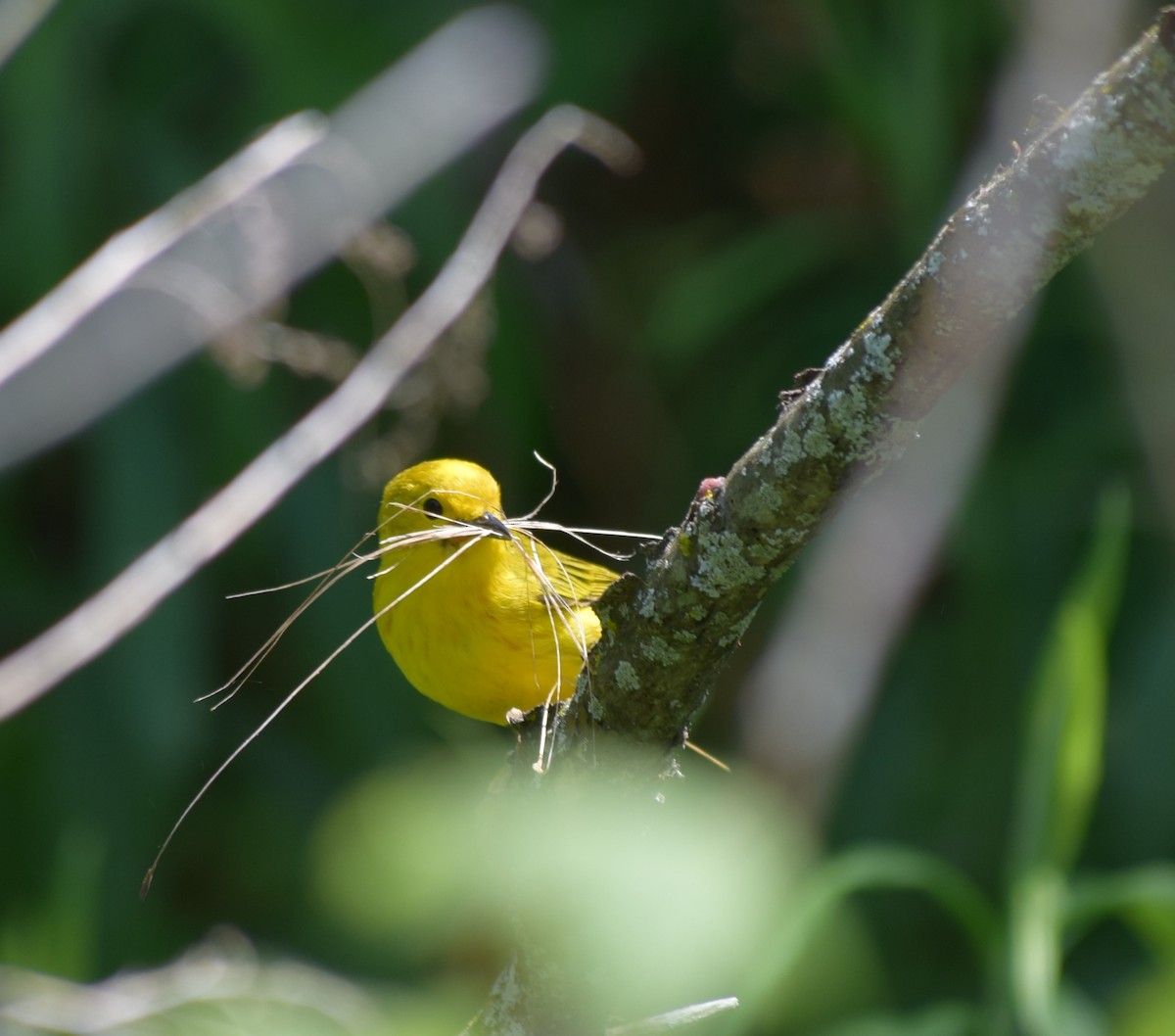 Yellow Warbler - ML60897151