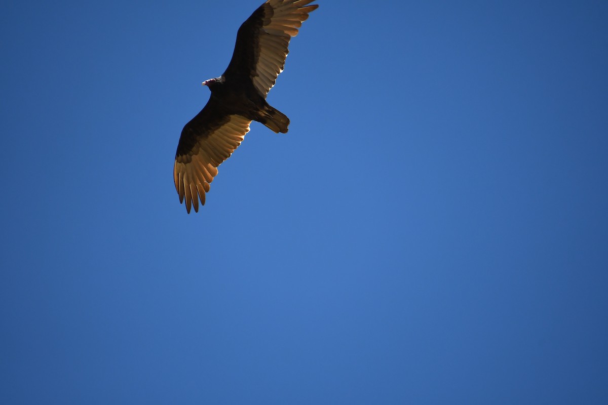 Turkey Vulture - ML608971728