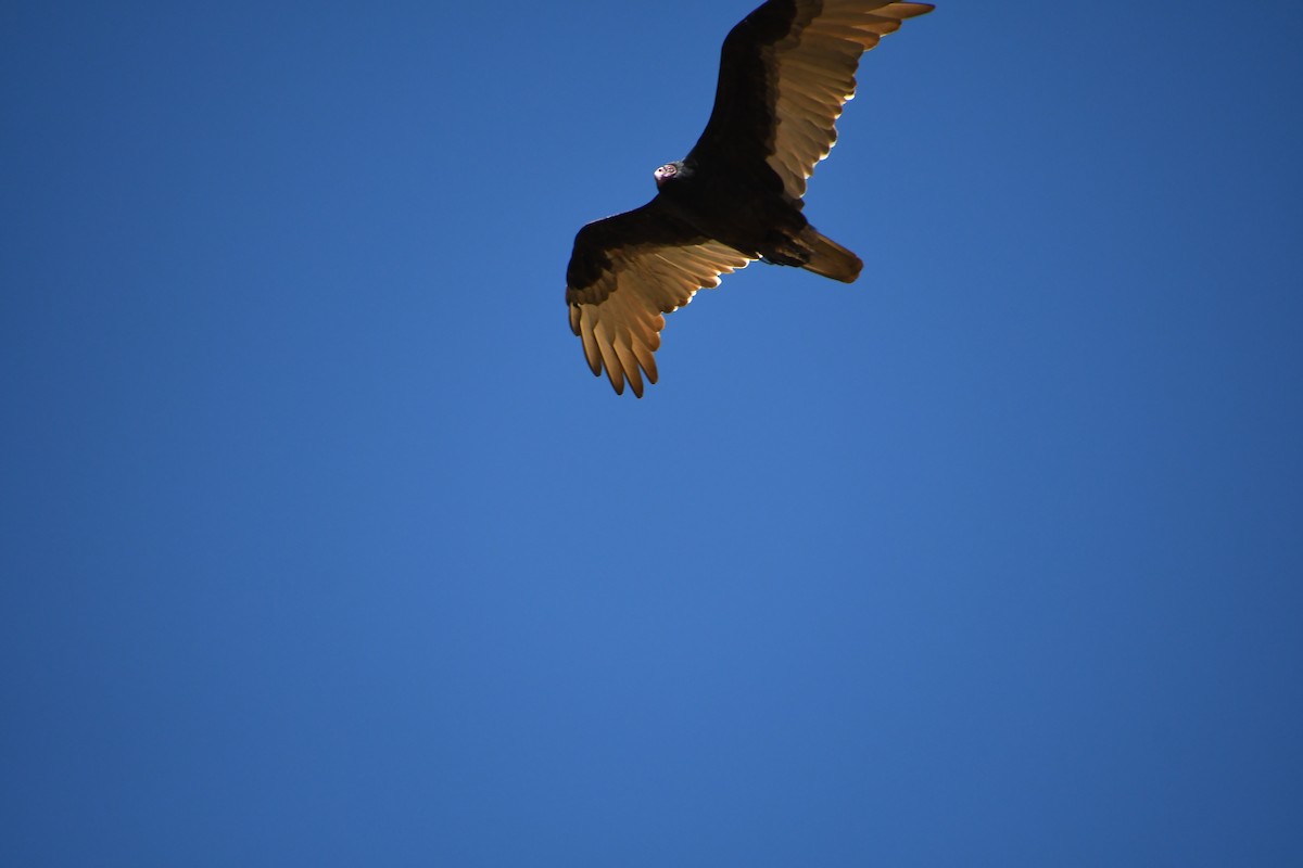 Turkey Vulture - ML608971729