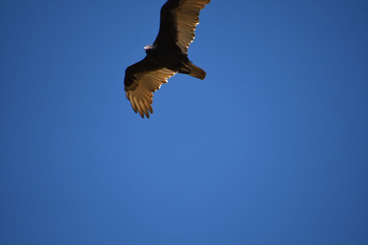 Turkey Vulture - ML608971730