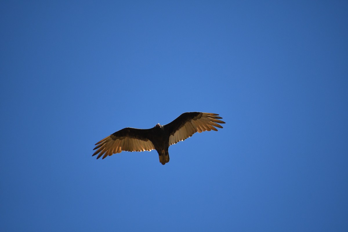 Turkey Vulture - ML608971735