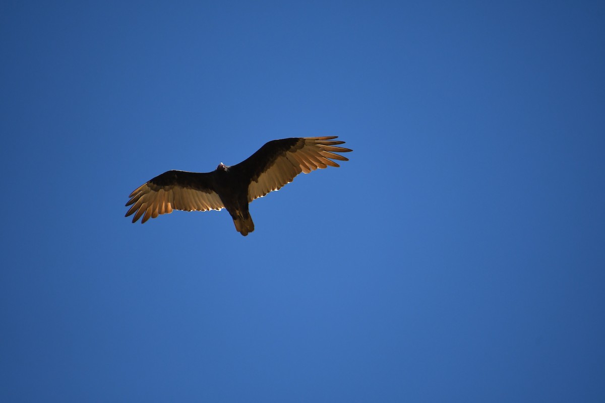 Turkey Vulture - ML608971736