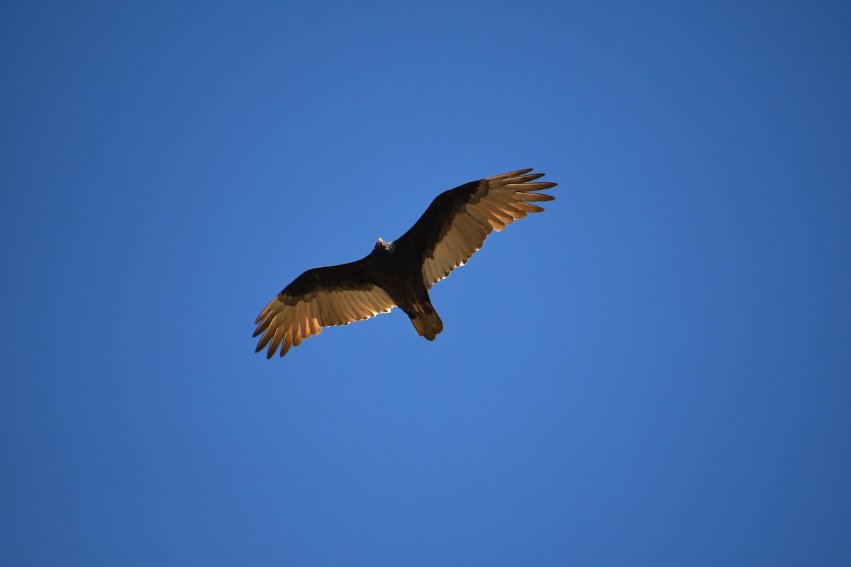 Turkey Vulture - ML608971737