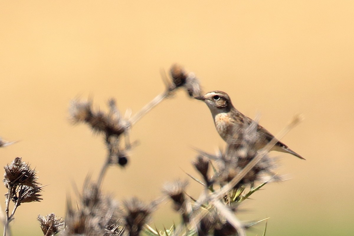 Whinchat - ML608971800