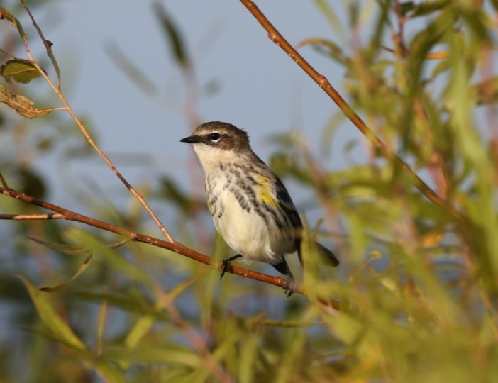 Yellow-rumped Warbler - ML608971833