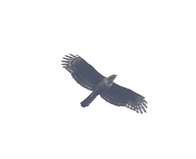 Mountain Hawk-Eagle - ML608971854