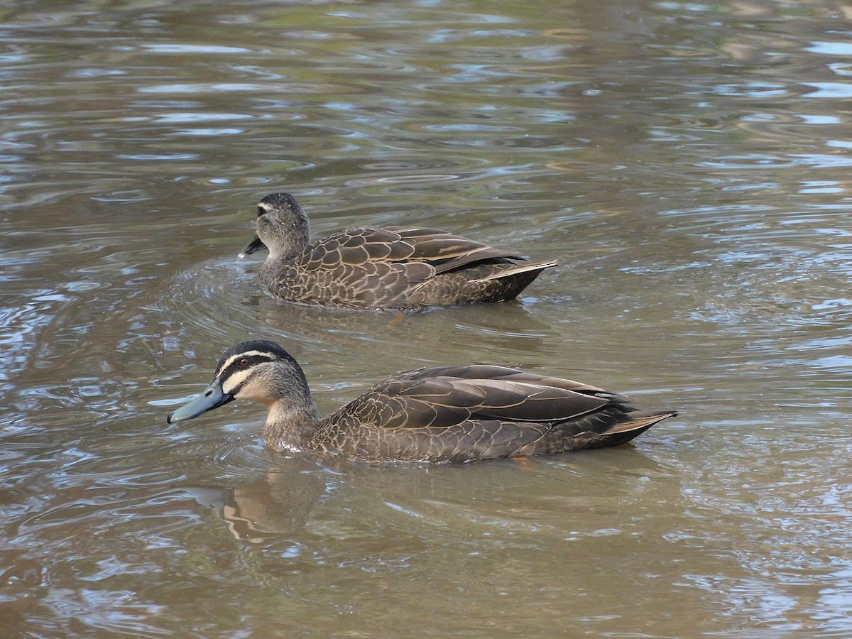 Canard à sourcils - ML608972023