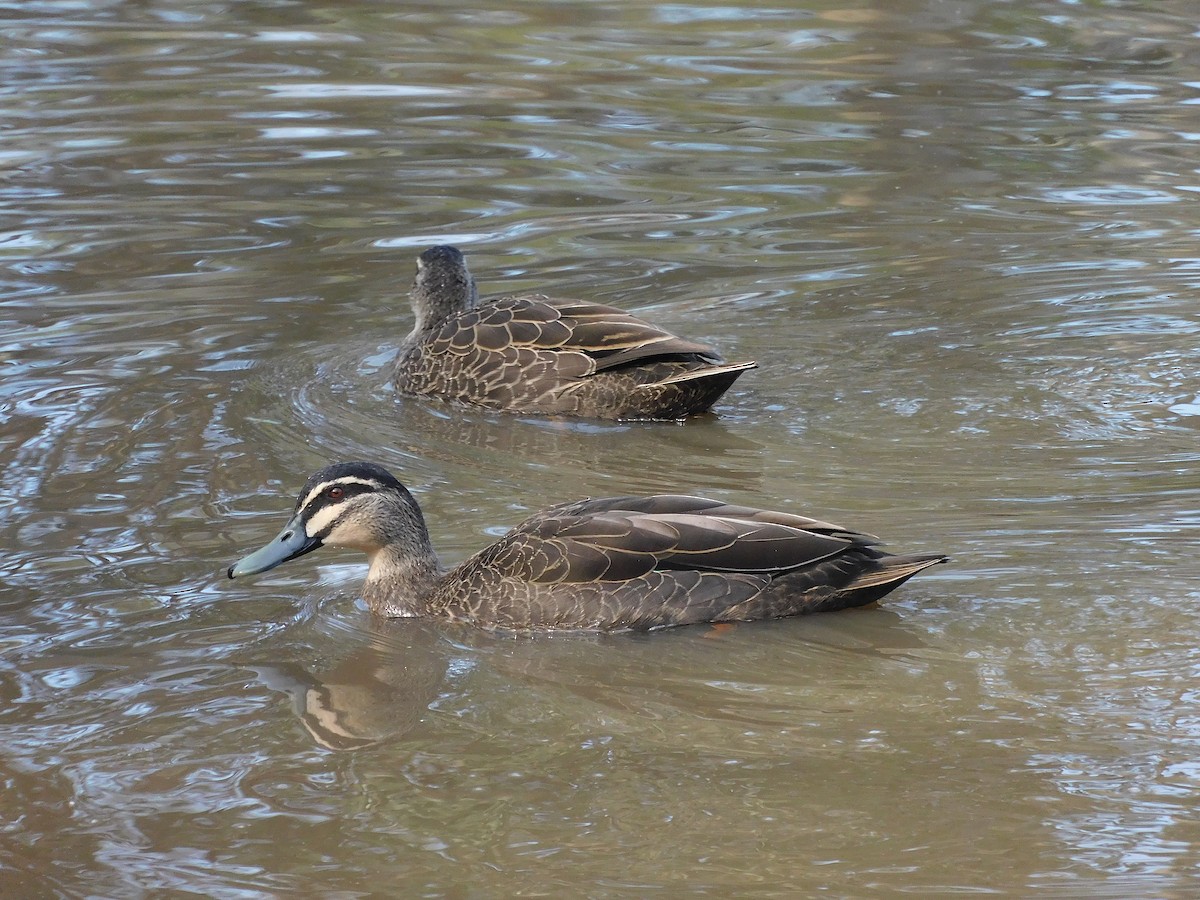 Canard à sourcils - ML608972049