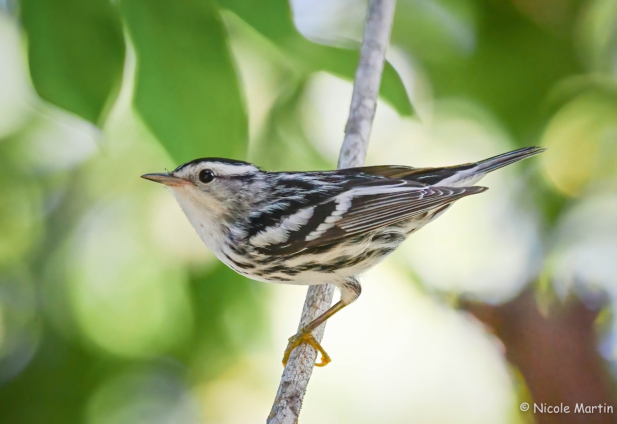 Black-and-white Warbler - ML608972216