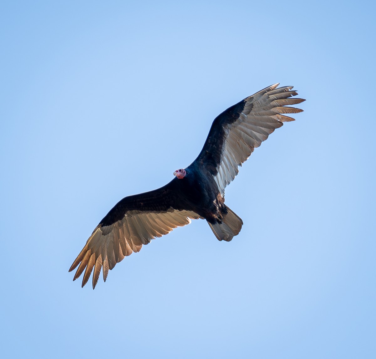 Turkey Vulture - ML608972456