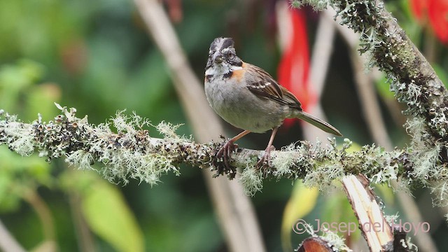 Rufous-collared Sparrow (Rufous-collared) - ML608972492