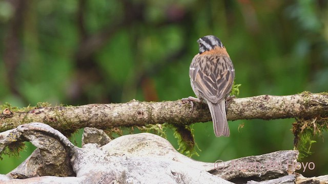 Rufous-collared Sparrow (Rufous-collared) - ML608972566