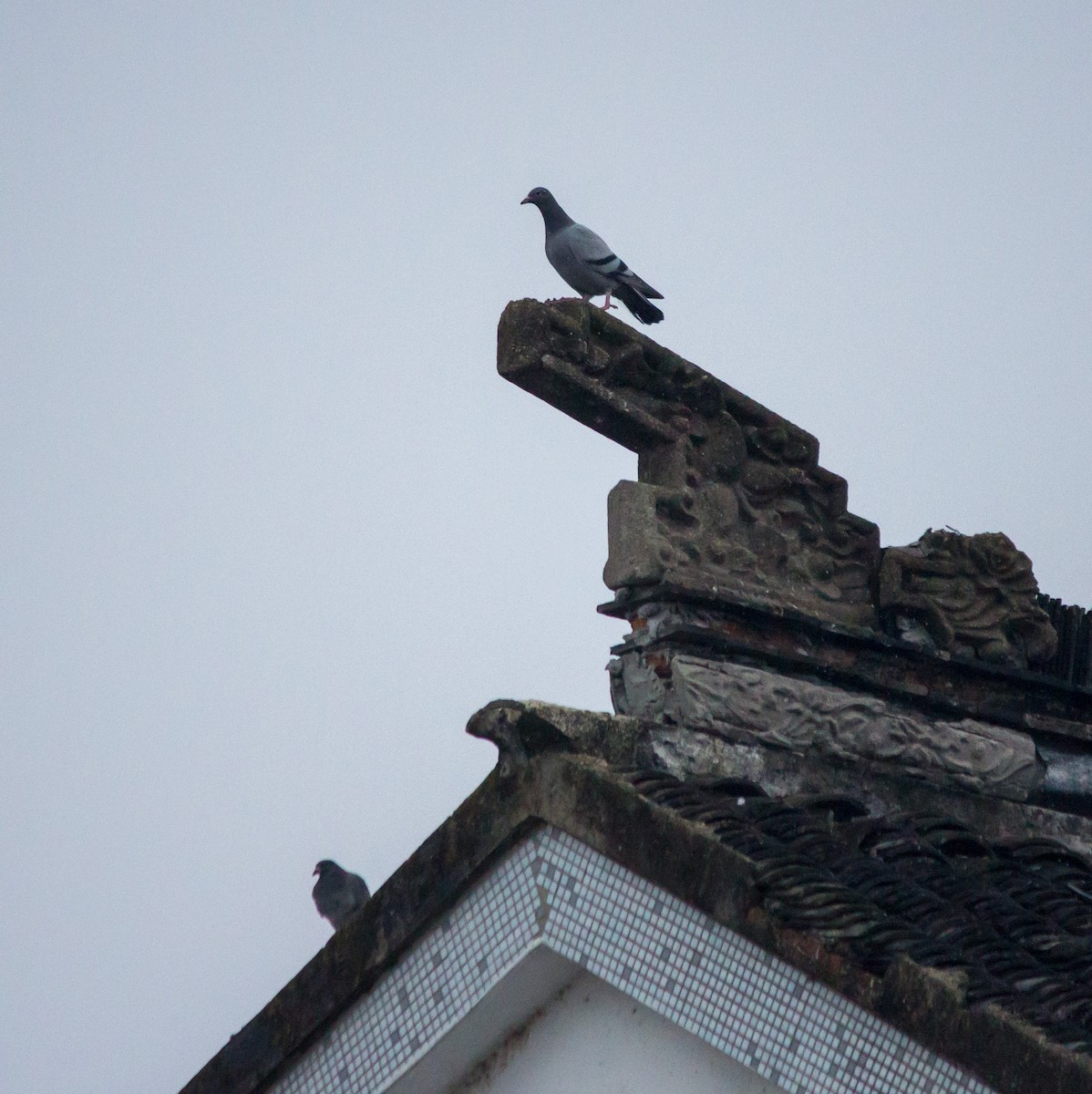 Rock Pigeon (Feral Pigeon) - ML608972755